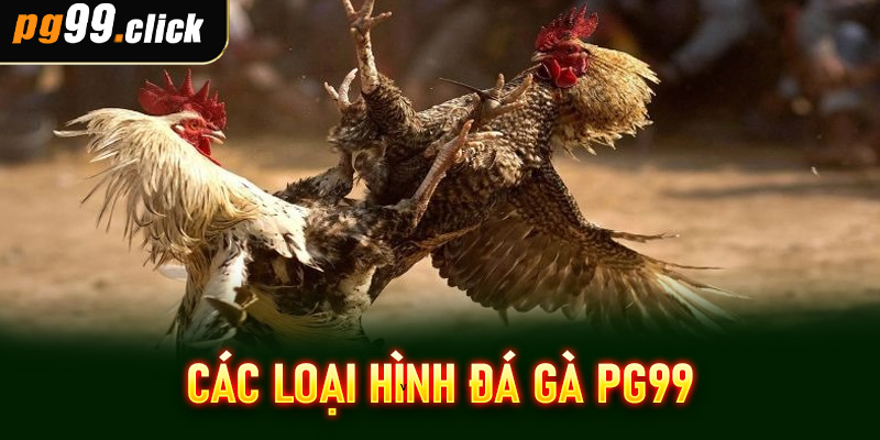 Các loại hình đá gà PG99