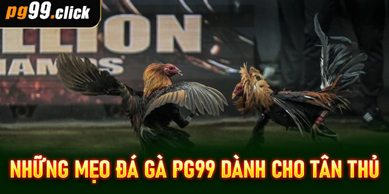 Những mẹo đá gà PG99 dành cho tân thủ